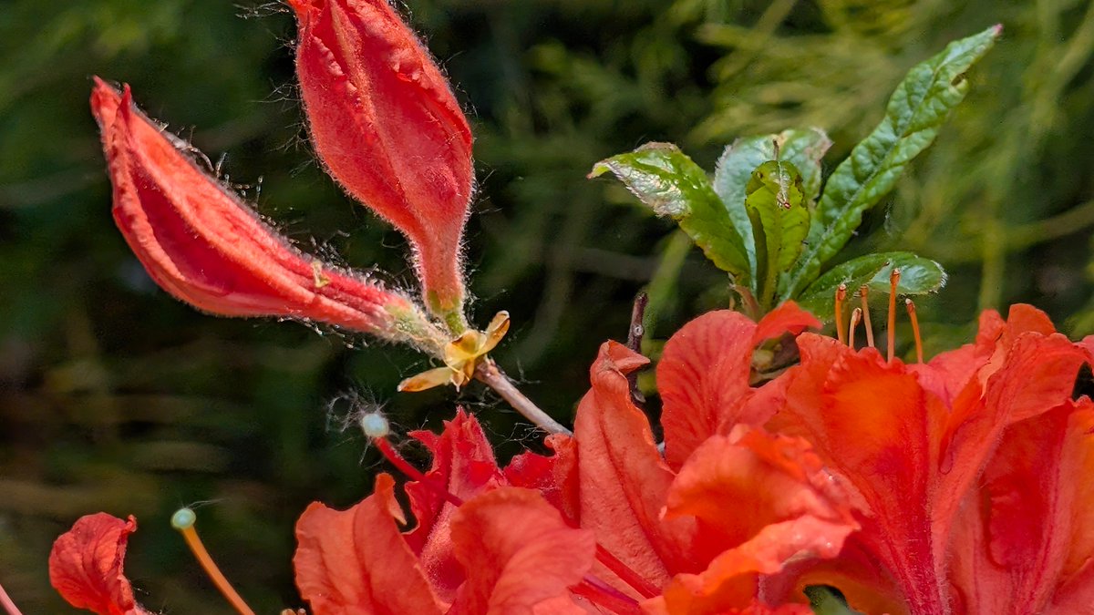 Cbos_44's tweet photo. #FlowersOnFriday
 Have a good one! https://t.co/21k3hxo2zr