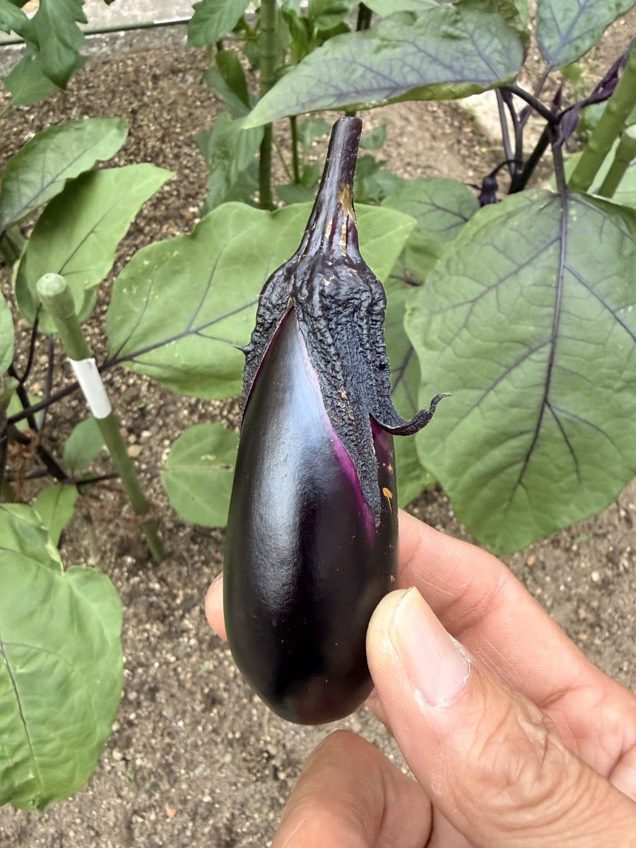 sasaki_trc's tweet photo. おはようございます
店長家の小さな畑…今朝の収穫〜！今年初ナスビ🍆✨
富山は…今日土曜日は晴れ☀️
ミーちゃんは…朝からご飯クレと走り回り🌀食べたらこんな
店長は…今週末も晴れたので青空市の準備にGO！カークッション半額セール✨黄色いテントでお待ちしてます(￣∀
#富山 #青空市 #半額セール https://t.co/aQqJph8QNC