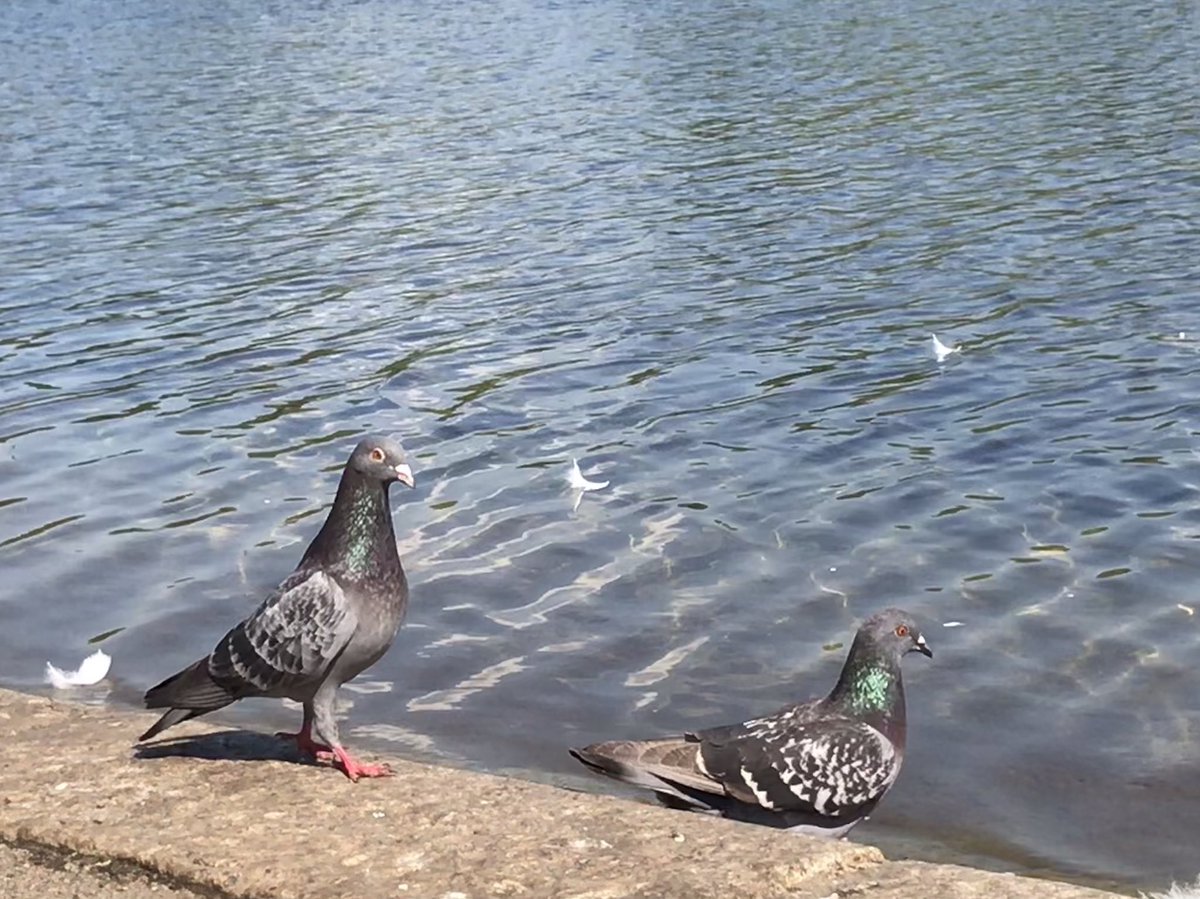 a_london_pigeon's tweet photo. 📷  Chunga Stereo @ChungaStereo  #May2019 
I think they are very beautiful birds and I love the colours.
50 shades of grey 
50 shades of green  
40 shades of violet and the many shades of black and white. https://t.co/HLs2fsIAZC