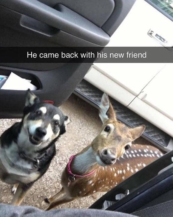 WholesomeMeme's tweet photo. https://t.co/6OLyJHHfVj