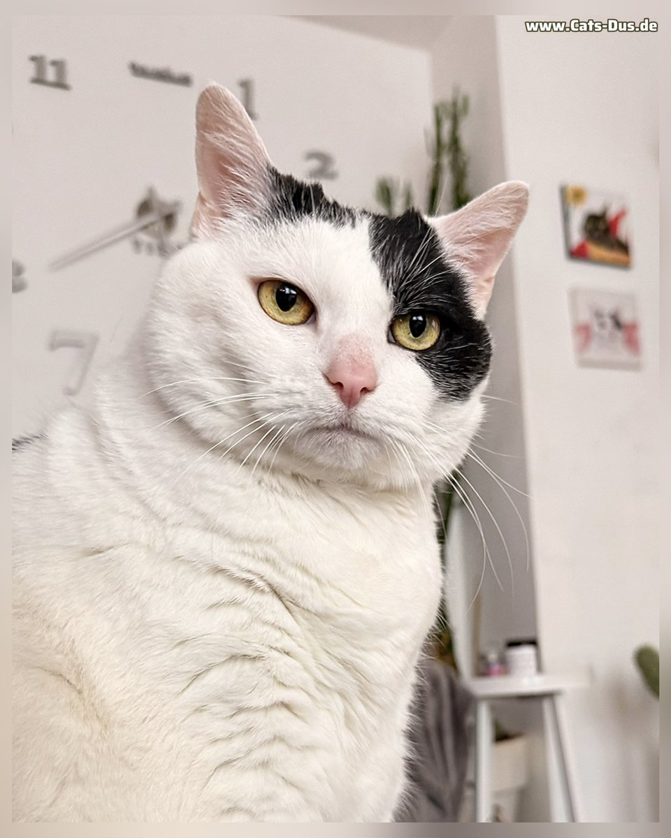 Tiger_Sternchen's tweet photo. Hallo Ihr Lieben!  🫶🏻 Da haben wir es doch gemeinsam wunderbar zum Wochenende geschafft! Wir wünschen Euch zwei tolle, entspannte Tage und senden ganz liebe Grüße! ❤️😻🌈🐾😻❤️ https://t.co/74geiged4M