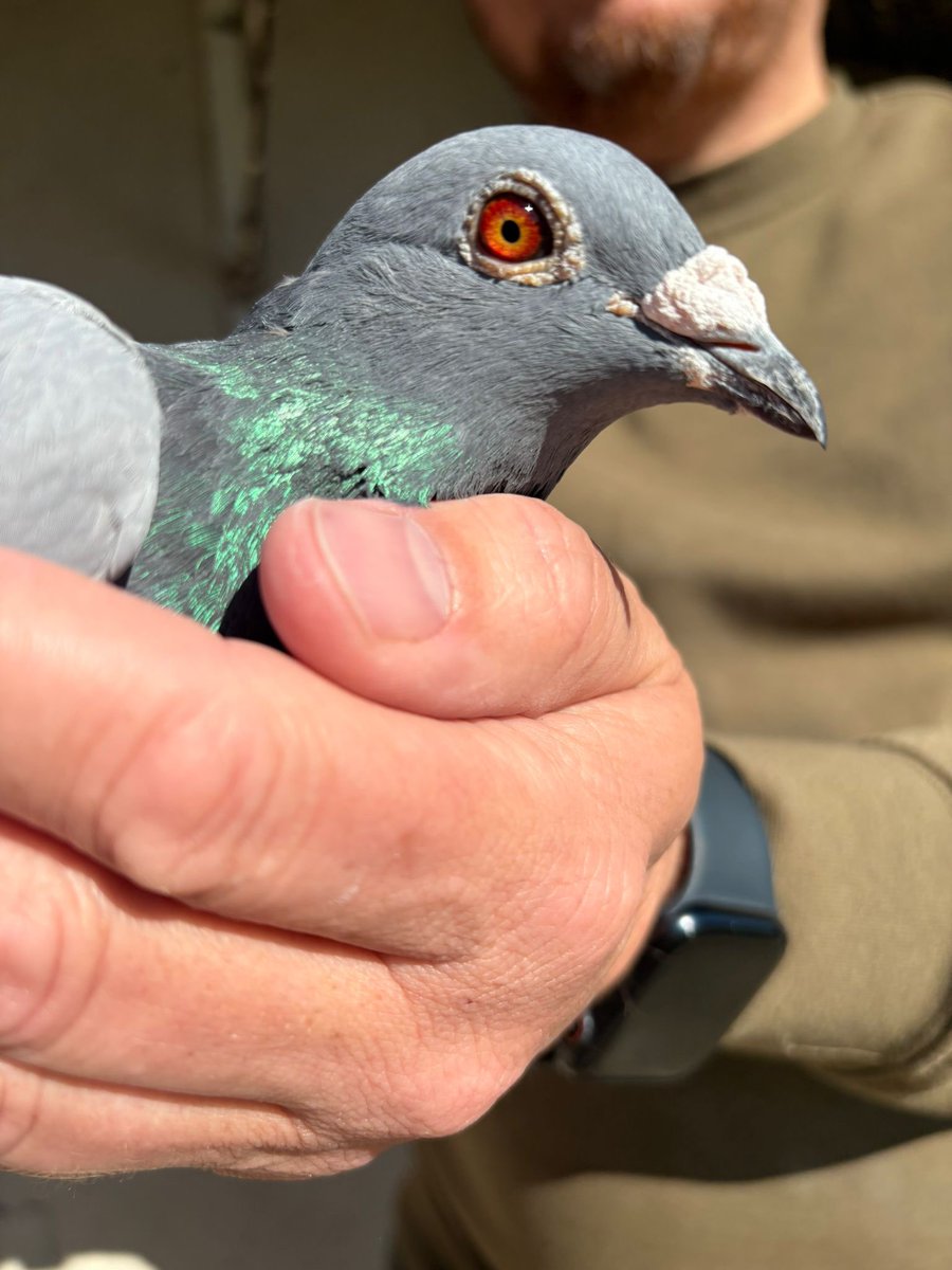 AngelVeny's tweet photo. “Veka”

🥇 ganadora del Prestigio Balear de 3 años 2026. Fruto de su gran desempeño en los últimos 3 años que le permiten ser la paloma con más kilometros de los últimos 3 años en los Campeonatos de Baleares. 

#colombofilia #colombofiliaespaña #racingpigeons #racingpigeon https://t.co/DitDTb4LkZ