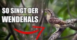 returnofthe1op3's tweet photo. @Wright_Sandro @queru_lant 🎶🐦 https://t.co/Zai1rxEFSf