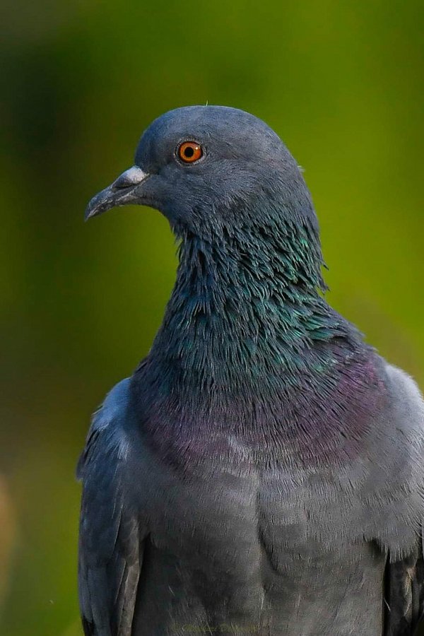 a_london_pigeon's tweet photo. 📷  Madhuri Deshmukh @MadhuriXD2000
Rock Dove (Columba livia) with shades of blue ..  #frommywindow #Mumbai #India https://t.co/9s5PbCVVIw