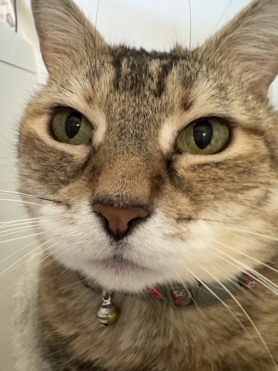 mlbpets's tweet photo. @WooSox Puck would love to go to a baseball game but she is scared of the outdoors 😿 https://t.co/Dfb6n2Pg0V