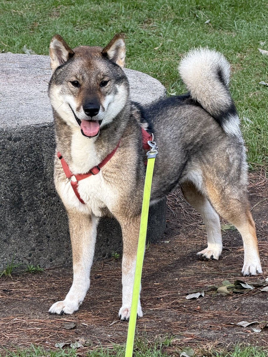 kichitada's tweet photo. 朝から格好良い犬 https://t.co/xMHERaPVLI