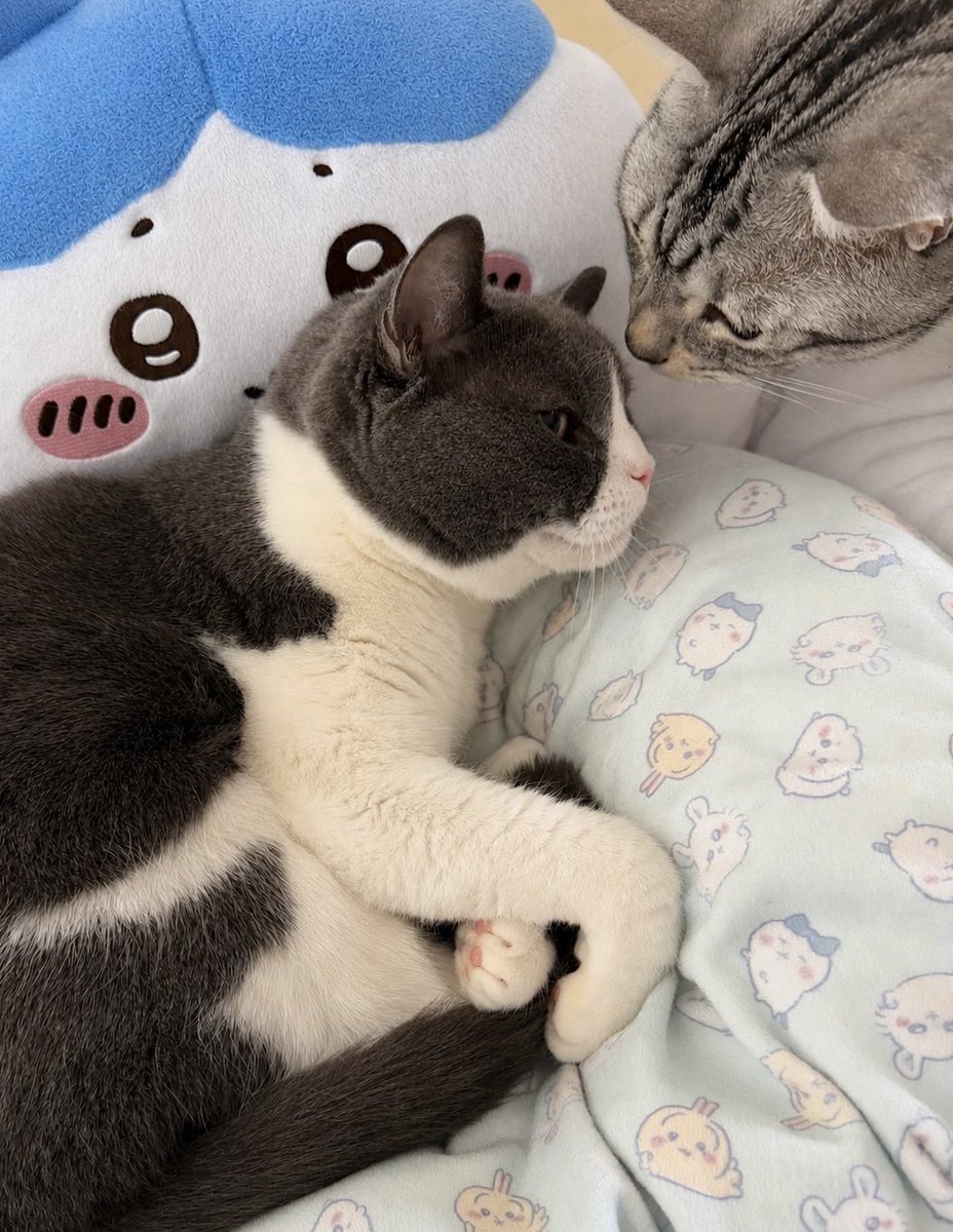 nekomochigosu's tweet photo. おでこ おはようの ちぅ https://t.co/JBtKu3Q5rb
