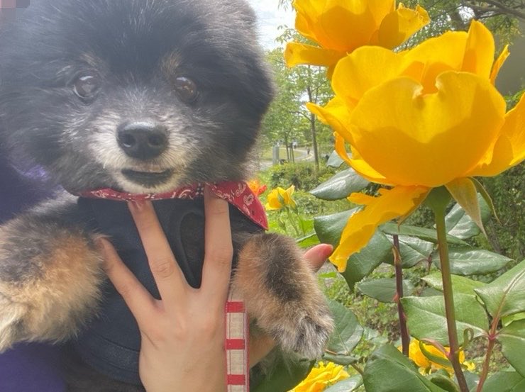 daianbei's tweet photo. 2日連続愛犬の夢を見て幸せ、天国で夢チャレ当ててくれてるのかな https://t.co/1nqXdBDtUJ