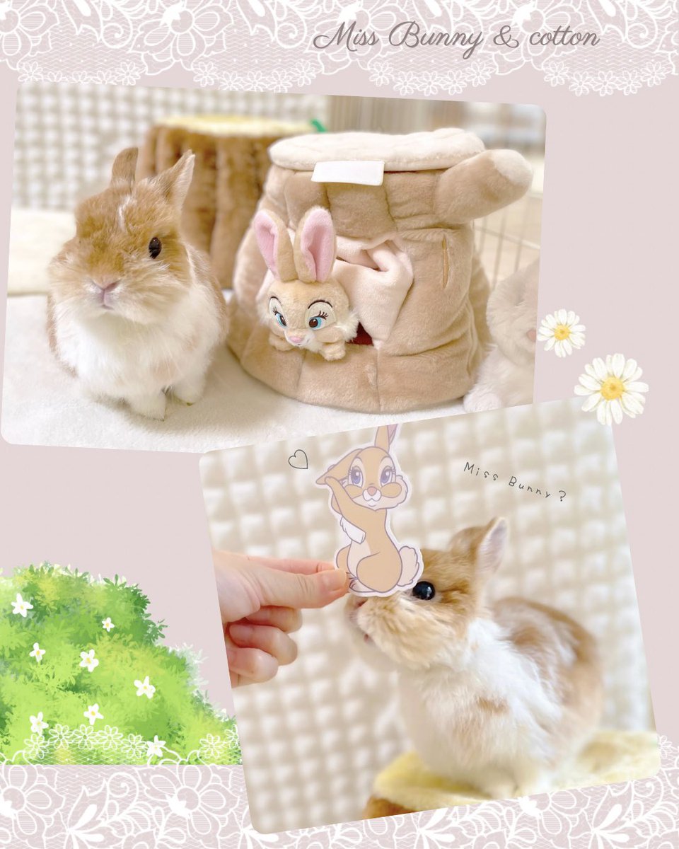 cocomi(ここみ) ❀ུ͏ 5/7-6/14 コラボフェア🐰🩵🐰(湘南 蔦屋書店