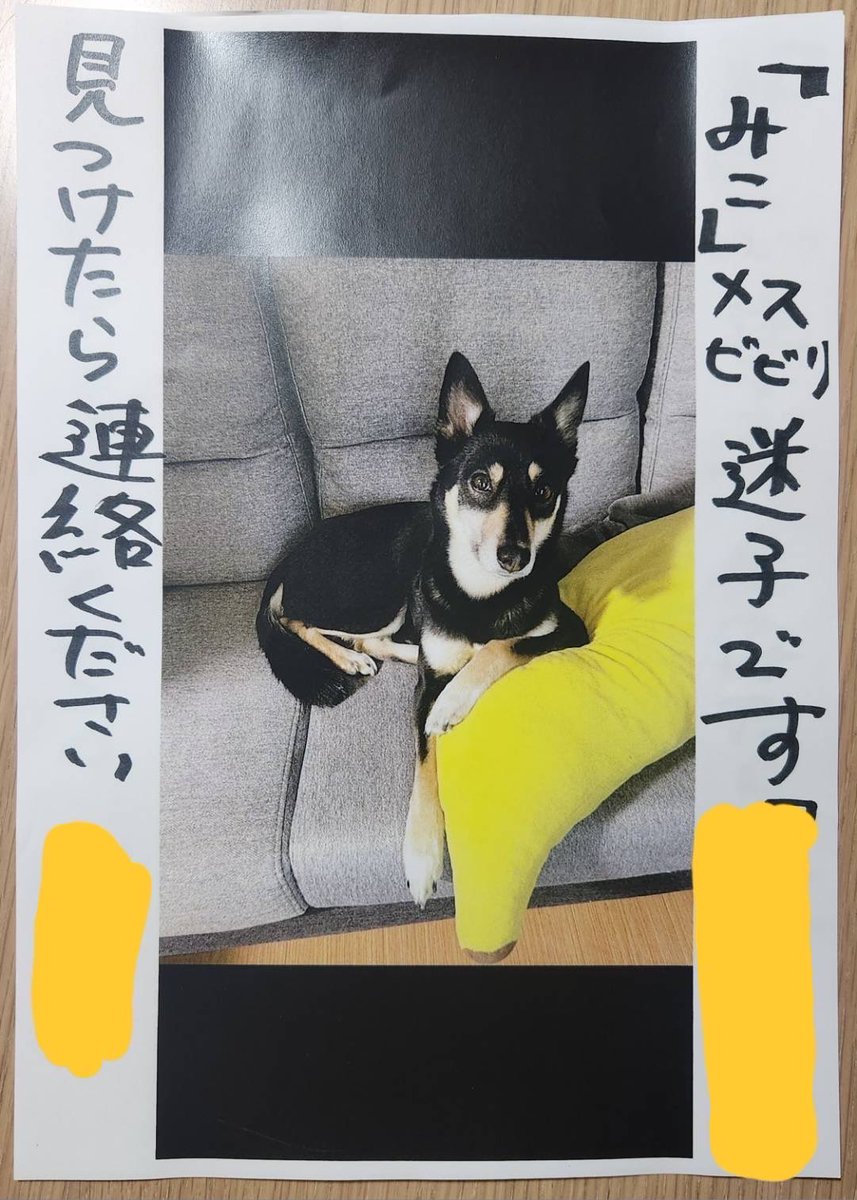fujikyu1050's tweet photo. 【拡散希望】探しています！！
兵庫県加西市周辺だそうです。
よろしくお願いします🤲🥺
#拡散希望　#迷子犬　#兵庫県　#加西市 https://t.co/u8a5ir4UOB