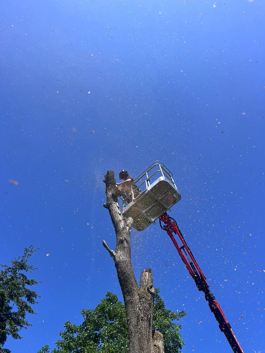 LumbersNW's tweet photo. 🚧🌳 Dead &amp; Dangerous Tree Removal – Prenton, Wirral 🌳🚧

#TreeSurgery #TreeRemoval #Prenton #Wirral #Liverpool #Chester #Arborist #TreeCare #WirralBusiness #Liverpool #Chester https://t.co/7fVdYNAabY