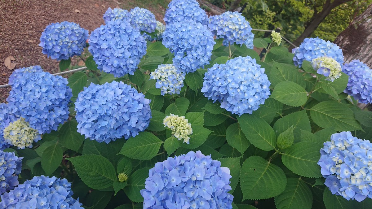 mnkyuncle's tweet photo. @tomoshibiya2 想太さん
おはよーございます‼️＼(^^)／
植物公園のもそろそろでした😙
今日もよろしくお願いします‼️
(^-^ゞﾋﾞｼｯ https://t.co/ogkrOvWyuM