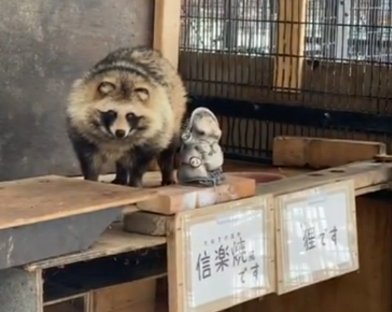 タヌキ