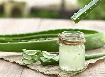 DedayoRoots's tweet photo. 12. Ewé Etí Erín (aloe vera)
Soothes the gut lining, reducing intestinal permeability which is the root cause of most toxic overload.
Acemannan = mucosal repair, prebiotic effect, reduces endotoxin translocation

https://t.co/OE9KQjtiwb

Western herbalism gets the headlines.
West African plant medicine built the template.

These herbs were healing long before they had Latin names.