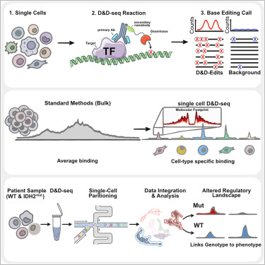 LabWaggoner's tweet photo. D&amp;D-seq, a single-cell immune-tethering strategy, captures weak and transient DNA-protein interactions to enable integrated, genome-wide analysis of transcription factor binding across chromatin states @CellCellPress @landau_lab @raimondi_ivan
https://t.co/ot0ZAkRUY6 https://t.co/Ct5Zmq2YVa