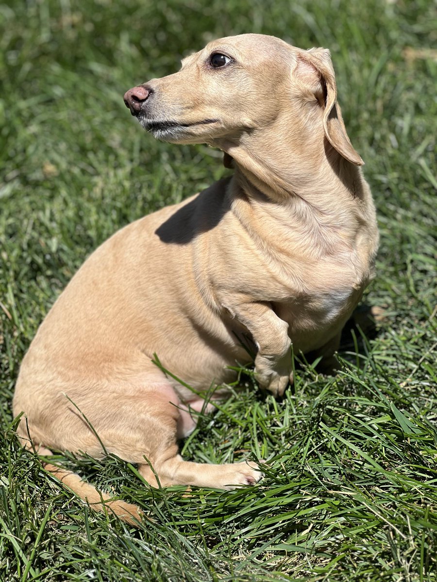 TrajectoryCards's tweet photo. @1Cash28 I’m jealous of Leo’s hair! Mia working on her tan and Missy doing what she does best https://t.co/f5OJefWOC8