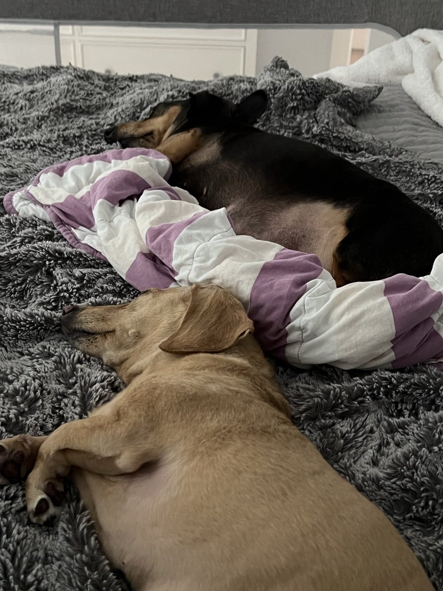 TrajectoryCards's tweet photo. @1Cash28 I’m jealous of Leo’s hair! Mia working on her tan and Missy doing what she does best https://t.co/f5OJefWOC8
