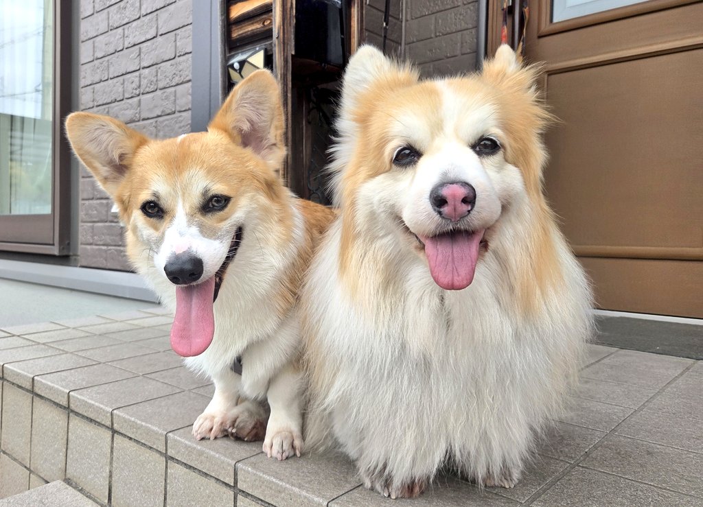 odaguru's tweet photo. おはようございます
いい1日でありますように…☁️
今日も元気にいってらっしゃい👋
#コーギー #corgi #犬 #dog #PembrokeWelshCorgi #Corgis
#コーギーのいる暮らし
#犬のいる暮らし
#コーギーといっしょ
#フラッフィー https://t.co/bvZ4efrlmf