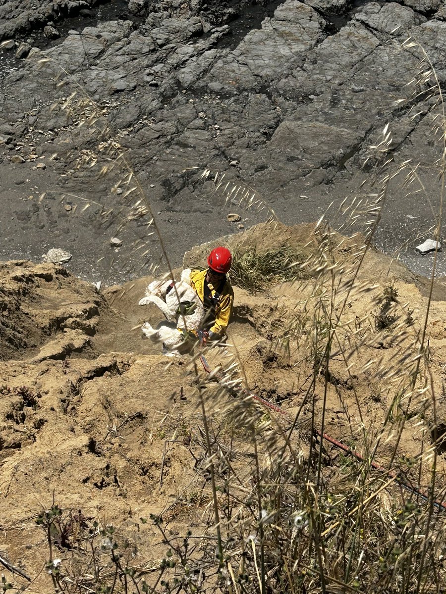 CALFIRECZU's tweet photo. This golden boy had quite the ruff day! 🐶

Milo the golden doodle got a little too adventurous on the cliffs of Moss Beach today, losing his footing and tumbling 100 feet down. 

But when he barked for help, our CAL FIRE, Coastside, and San Mateo County Fire heroes answered the call — 🦸‍♂️rappelling down with a rope rescue system to bring this fluffy guy back.
 🐶💛 @sanmateoco