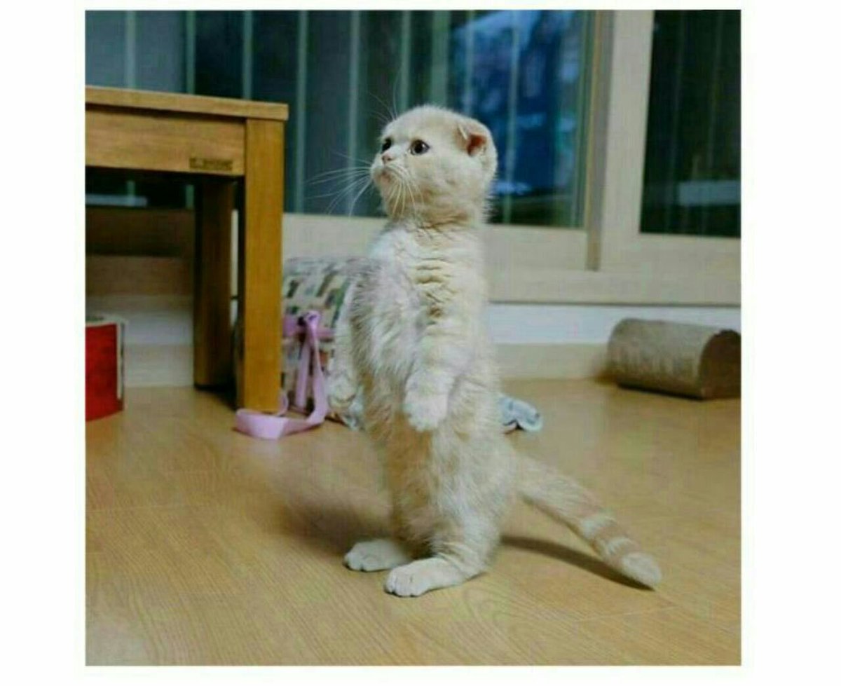 تـركي بـن عبـداللّـه tweet media
