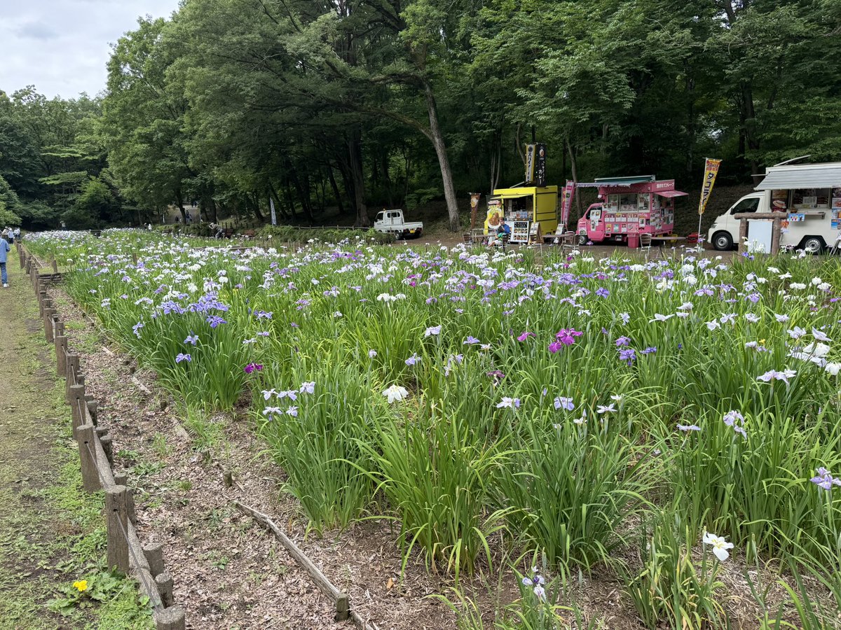 chikozan_5301's tweet photo. 本日、「花菖蒲園まつり」開催中です！

キッチンカーや花苗・苗木の販売などのブースやフォトスポットもございます！

花菖蒲の開花も順調です！

皆様のご来園お待ちしております🙇‍♂️

#狭山市 
#花菖蒲園 https://t.co/1N4jvOzwQE