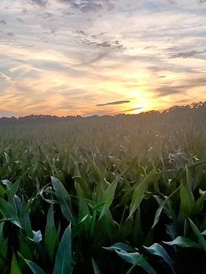 JBHomemadeSugar's tweet photo. Check out my latest video on TikTok: Simply put, a beautiful sunset tonight over the field of corn. it's about shoulder/eye level height so I had to hold the phone up to see it. #sunset #tennessee #sunsetglow #cornfield #slowliving https://t.co/kdZ1LuTgJO https://t.co/Nfjn9oPHfE