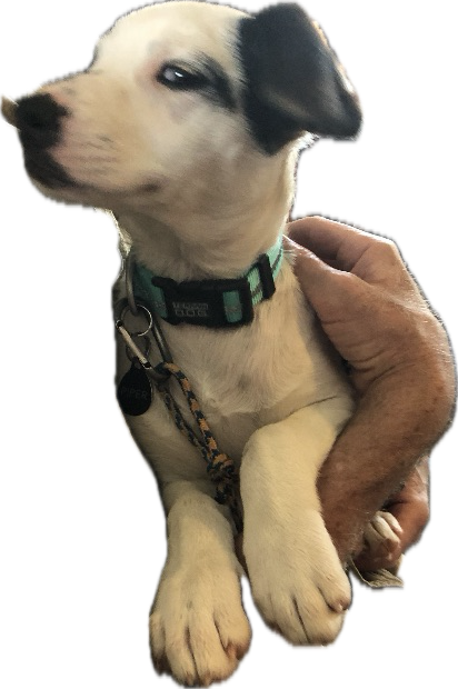 Eska1957's tweet photo. @dog_rates I have a Ramsey also. Family name from my Mother’s side. https://t.co/kV4DVQrfy2