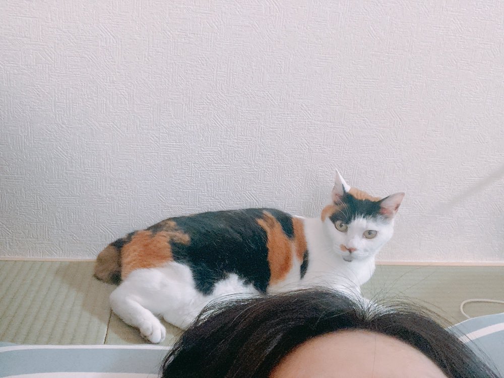 mitz_calico's tweet photo. 人間が不調で入院手術して帰宅したら
見守りサービスしてくれてた優しい子
（忘れられてなくて良かった…！）

#猫 #みけねこ #保護猫 #calico #キャリコ #猫好きな人と繋がりたい https://t.co/TIUZ2U3Xtg