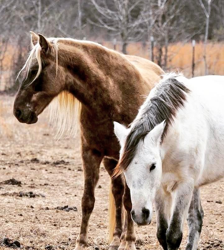 Diegoranchinc's tweet photo. Can a horse mentally heal from being stabbed several times???

I have worked with a lot of horses that have been through trauma. They have feelings and emotions just like us. They can remember people even if they have not seen this person in years, especially if there’s been a strong positive or negative experience. 

There is a lot to talk about but I will just give a little training tip used on how they think. In the past with a horse that rear up and giving problems I have used a water balloon to bust over the horses head to stop them from hurting themselves or someone. When the balloon breaks and the water runs down their head, the horses thinks they hit something and they are bleeding. Most of the time they will never do it again. This is not something I practice all the time but I thought it was something so simple to understand how they think. These horses that were stabbed will heal physically pretty quick but mentally it will take a lot of time and patience.  Just like us.....