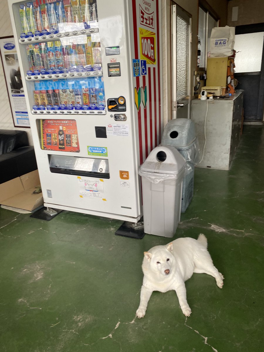bankinmatu's tweet photo. 店長「ほな　きあいいれて　うったろか」 https://t.co/wnH6VJg2b6