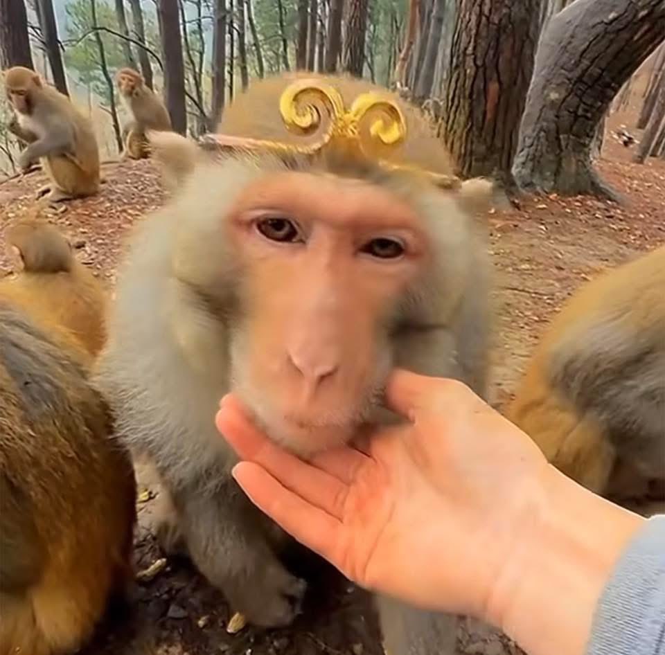 DTROY365's tweet photo. #monkey #procreate #art #noai #digitalart https://t.co/OIp707pMS1