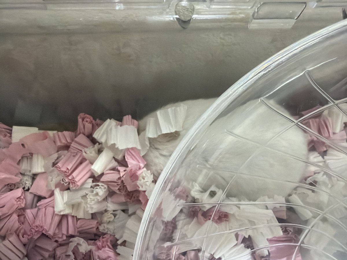 mokyumokyu_milk's tweet photo. まろちゃん、2歳9ヶ月にして、カビと腫瘍の診断あり、投薬中です。

カビに関しては、とても痒がっていて可哀想なのですが、オススメの床材などあれば教えていただけますと嬉しいです🙇‍♀️

柔ごこち ふわもふ仕立て▶︎紙床に変えて使用中です🙇‍♀️

 #ハムスター  #カビ https://t.co/ONLB46TQjr