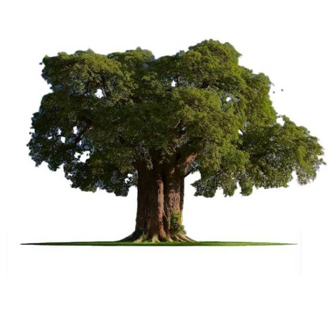 democraticfr's tweet photo. Morning Greetings from the DF fraternity

Remember our Party Symbol is the mighty Muvule Tree.

Tegukula Mangu era gutwala akaseera 

Admin https://t.co/p6EuiOAerb