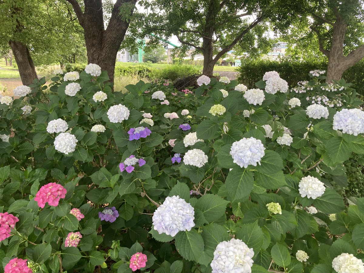 co_develop tweet picture