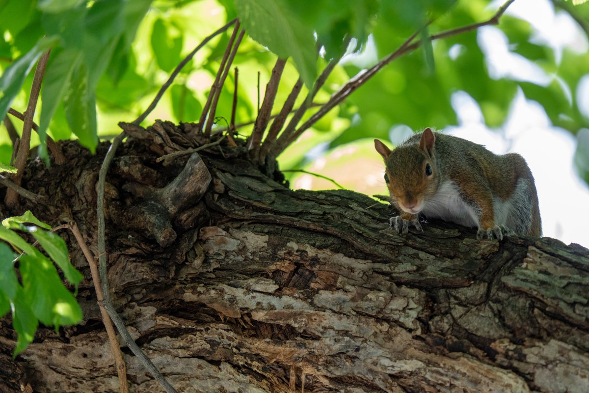 PenguinSix's tweet photo. While awaiting @POTUS departure today from the White House, I interrupted a squirrel building a drey in an Elm tree on the North Lawn. As I stared at him, Secret Service came out, curious as to what I was looking at so intently in the tree (USSS pays close attention at the WH). https://t.co/xHiyGlTvYf