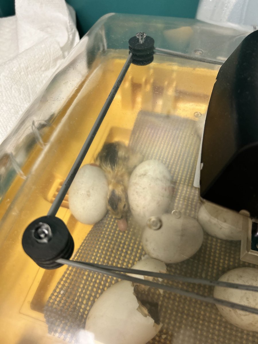 BCSDBabs's tweet photo. Nothing more exciting than “Hatch Day” in room 10!! My rambunctious 3rd grade ducklings finally met their incubated baby ducklings! 🐣 @brewsterschools #ducklinggodmother @Mrs_Tirado_ https://t.co/ZRFM8K5QNv