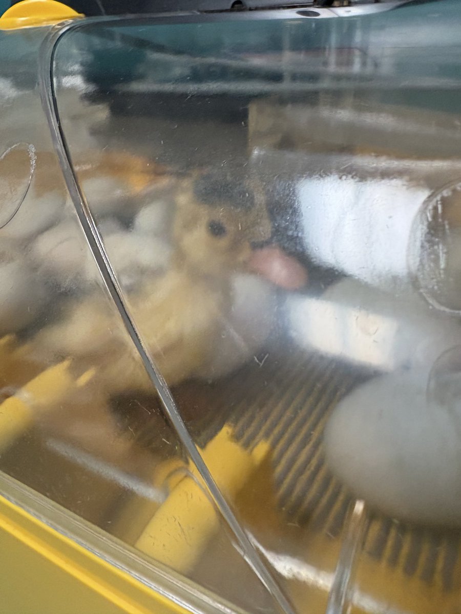BCSDBabs's tweet photo. Nothing more exciting than “Hatch Day” in room 10!! My rambunctious 3rd grade ducklings finally met their incubated baby ducklings! 🐣 @brewsterschools #ducklinggodmother @Mrs_Tirado_ https://t.co/ZRFM8K5QNv