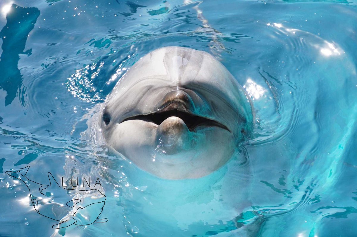 orcamaker's tweet photo. ウインクが可愛いお母さん💕
 #新江ノ島水族館  #ルイ https://t.co/SGQbVVWQKE