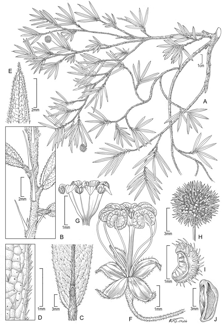 Novatax_Col's tweet photo. #NuevaEspecie #PlantasColombia

Ayenia nathaliae: una nueva especie de arbusto para la ciencia, encontrada en los bosques del Magdalena Medio (departamento de Antioquia).

Autor: Dorr (2026)
Familia: Malvaceae

Consulte aquí: DOI: 10.3897/phytokeys.273.188574 https://t.co/zsC7Nwe9yr