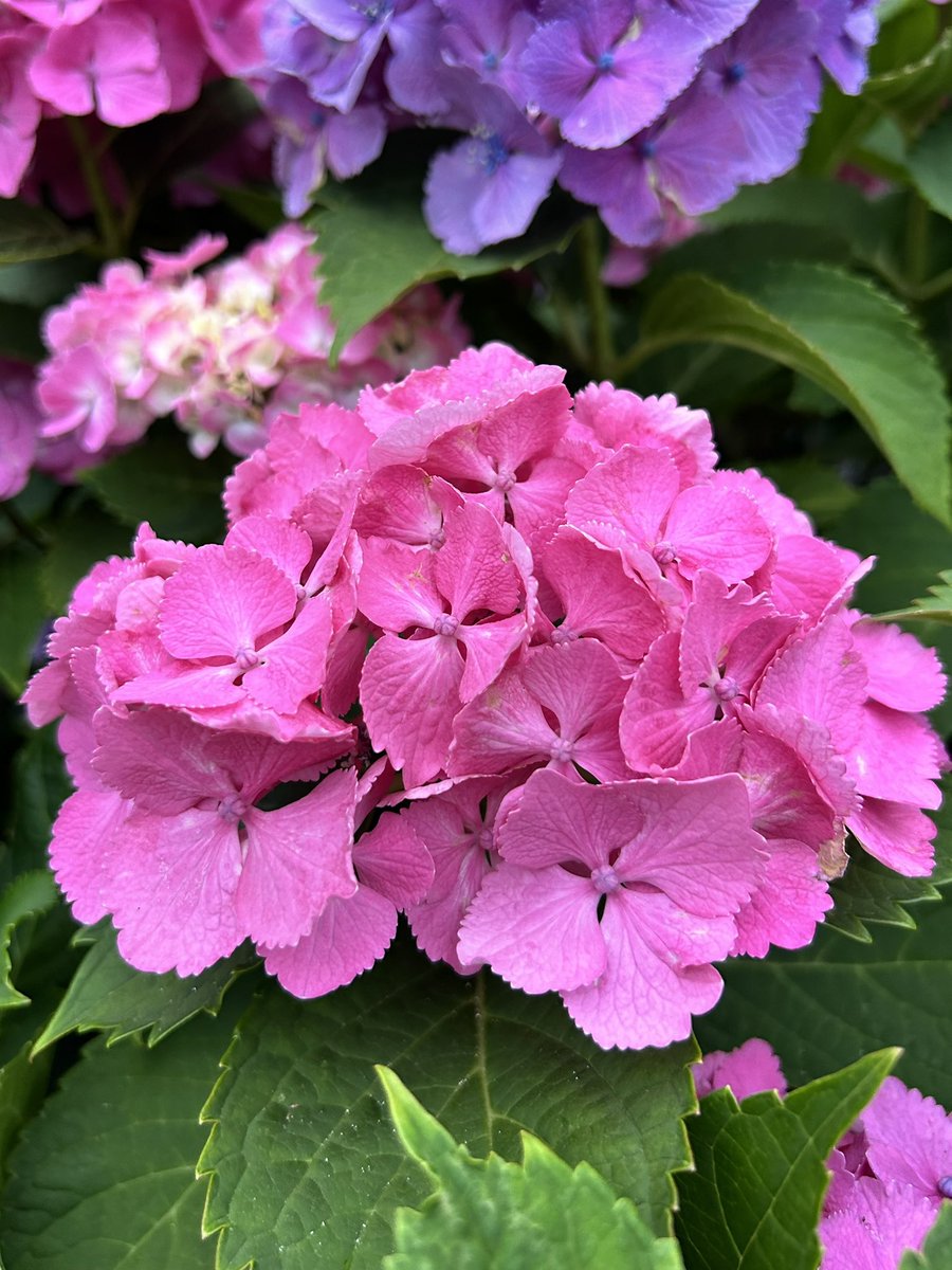 アジサイの日（6/6・16・26）に #アジサイ（紫陽花、Hydrangea）を逆さ