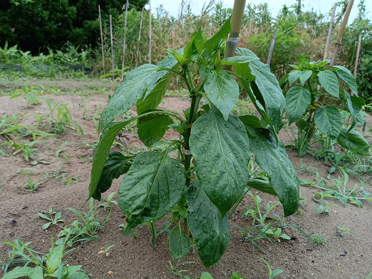 mitukinisi's tweet photo. スッキリと！

昨日は
🍆の一番花を摘花したが
今日は
🫑3株の一番花を摘花
株を育てる為にも…

合わせて
一番花から下の節に出ている脇芽等全てを取ってスッキリさせた

ピーマンは
上へ行くごとに節の枝が分かれ増えて行くのであるが
株の中心に陽が当たる様
中心へ伸びる枝は摘んで行く予定…🐯 https://t.co/rPOanHNNvw