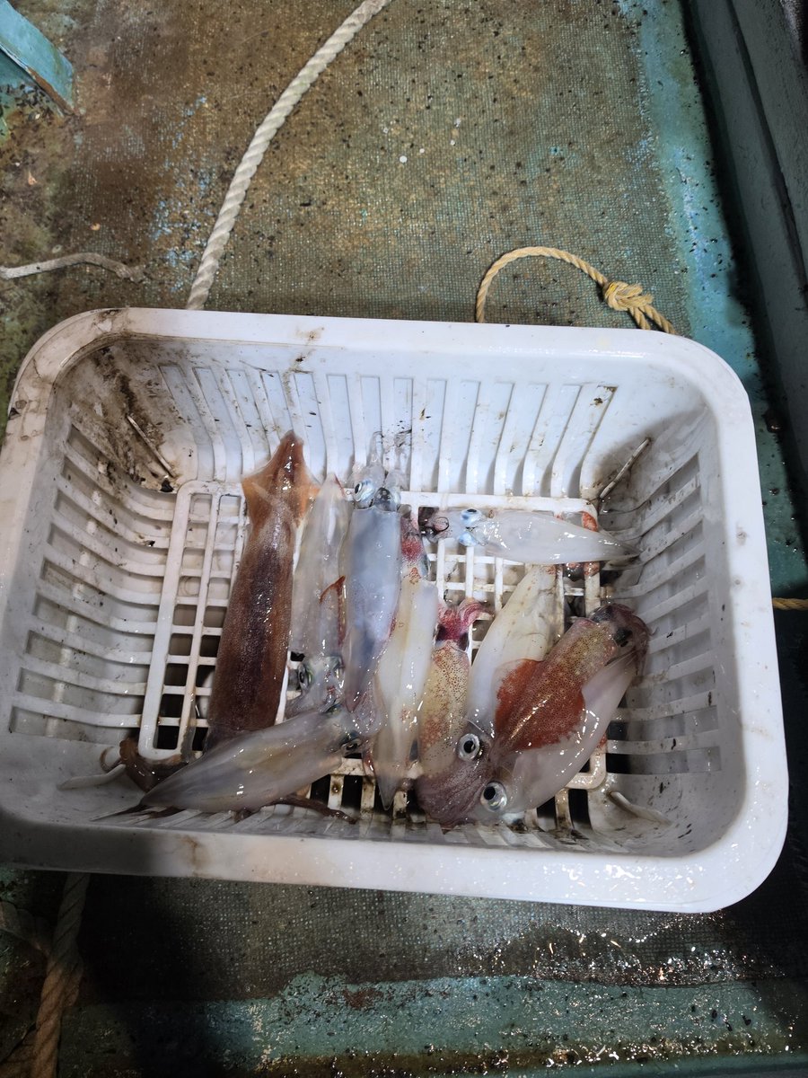 e_j_r3's tweet photo. 昨夜はオモリグ
シロイカはまだまだサイズが小さくアタリがシビアでした
スルメはさすがの良いアタリしてきますね！ https://t.co/xBkDG9kUYe