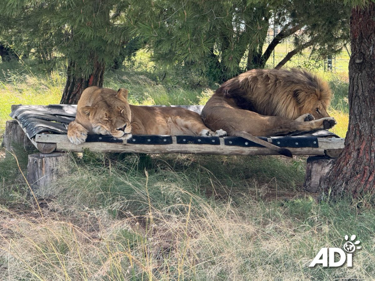 AnimalDefenders's tweet photo. LAZY SUNDAY AFTERNOON. Around this time last year, 1.2 million people checked out Goliath &amp; Coralie’s first steps in Africa at ADIWS. They’d been rescued after a decade in a small circus cage in France. Now they enjoy life in the shade of trees back where they belong in Africa. https://t.co/lT9PQqxeKn