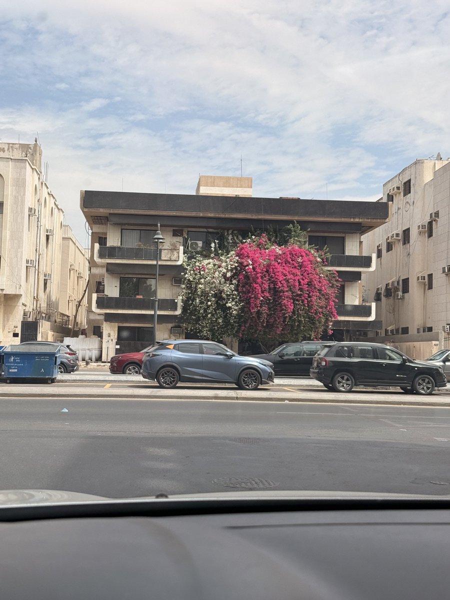 LodyMillion's tweet photo. مرة وانا اسوق لفتني هذا البيت ، على انه قديم لكن الشجرة اعطته جمال وروعة ، كان البيت الوحيد فالمربع كله اللي فيه حياة

الله يجمِّل بيوتنا ومحيطنا بالاشجار والورود اكثر واكثر 🍃🌸 https://t.co/IpUNPn9blJ