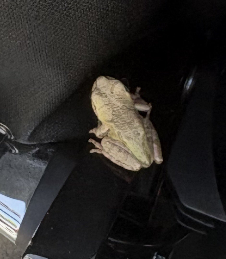sunsetabu's tweet photo. 朝からびびったわ💦
なんとか会社に着いて
豆助に追い出してもらった🐸 https://t.co/6FyOcGZvDt