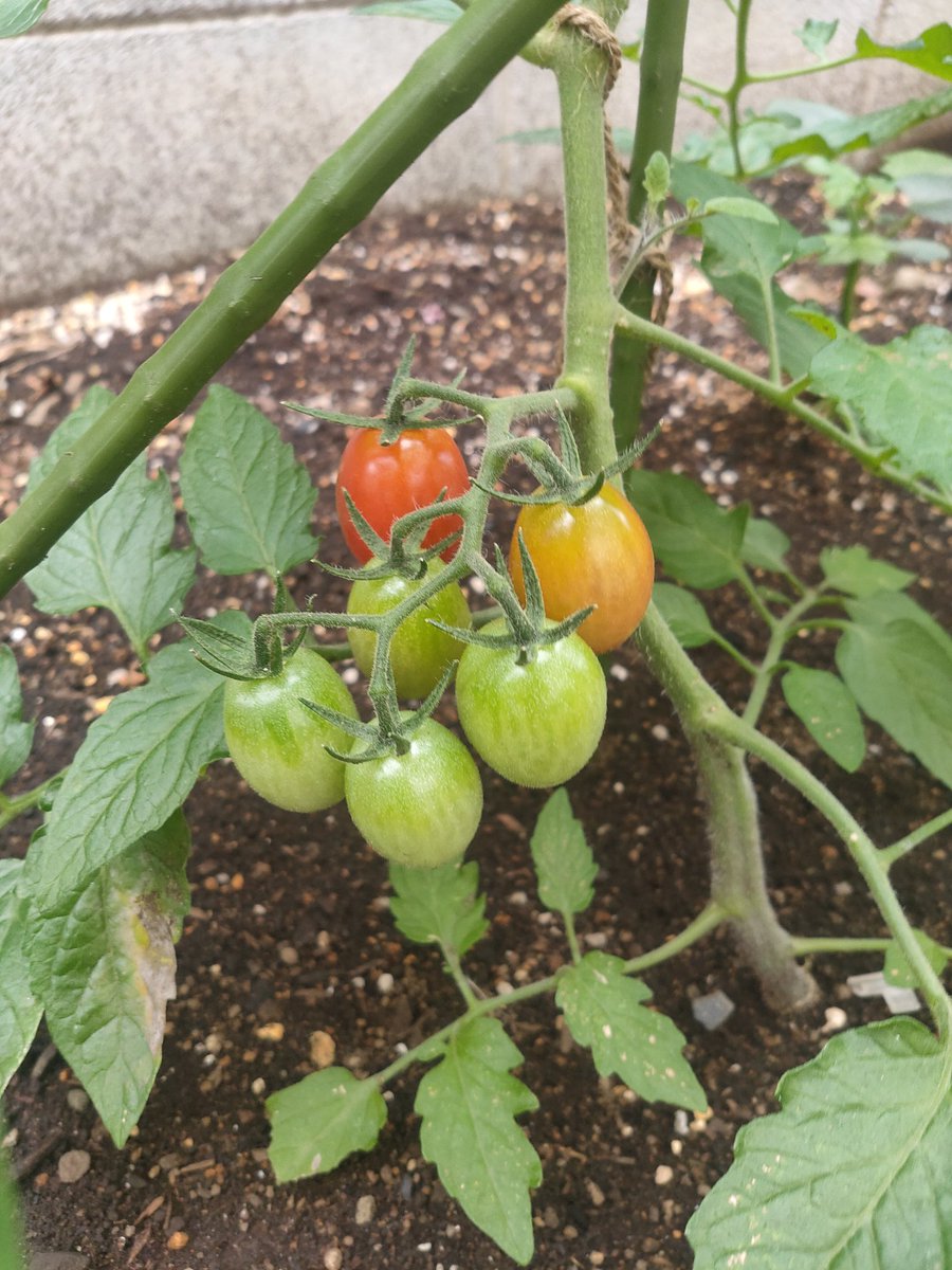 AA_accountant_'s tweet photo. おはようございます。
少しずつ庭のトマトが熟し始めた。
そろそろ夏ですね。(その前に梅雨が来ますが)
#家庭菜園 https://t.co/8j1BOXCDZZ