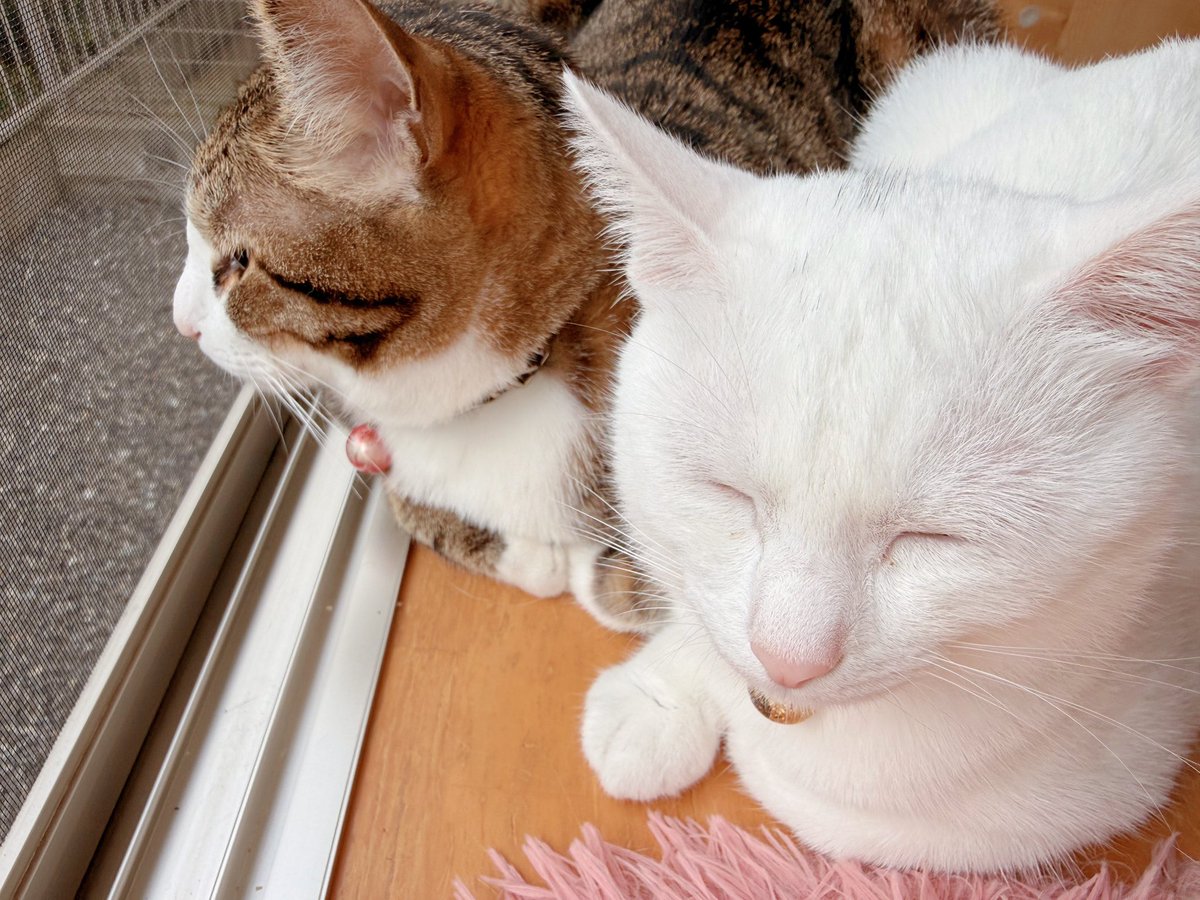 310Kamui's tweet photo. おはようございましゅ麻呂チョコMINT🐱🐱🐱🐱 https://t.co/avAMIM8jEV