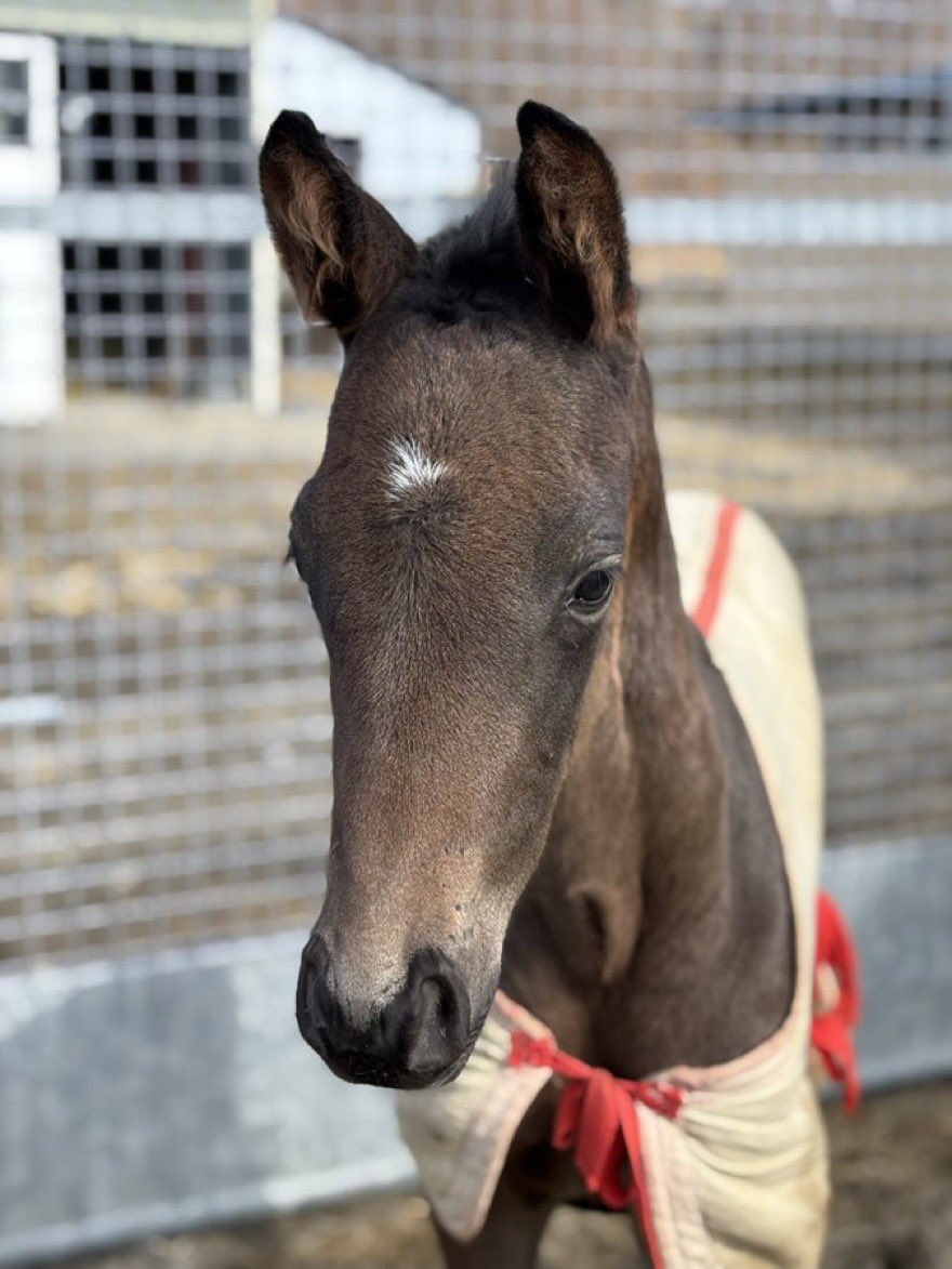 kawagoefa's tweet photo. ミチャチスインテンタの25
Blooming Horse Clubさんで募集予定になりました。
大舞台に連れて行ってもらいたいです。宜しくお願い致します。 https://t.co/9Vy5tqDd9w