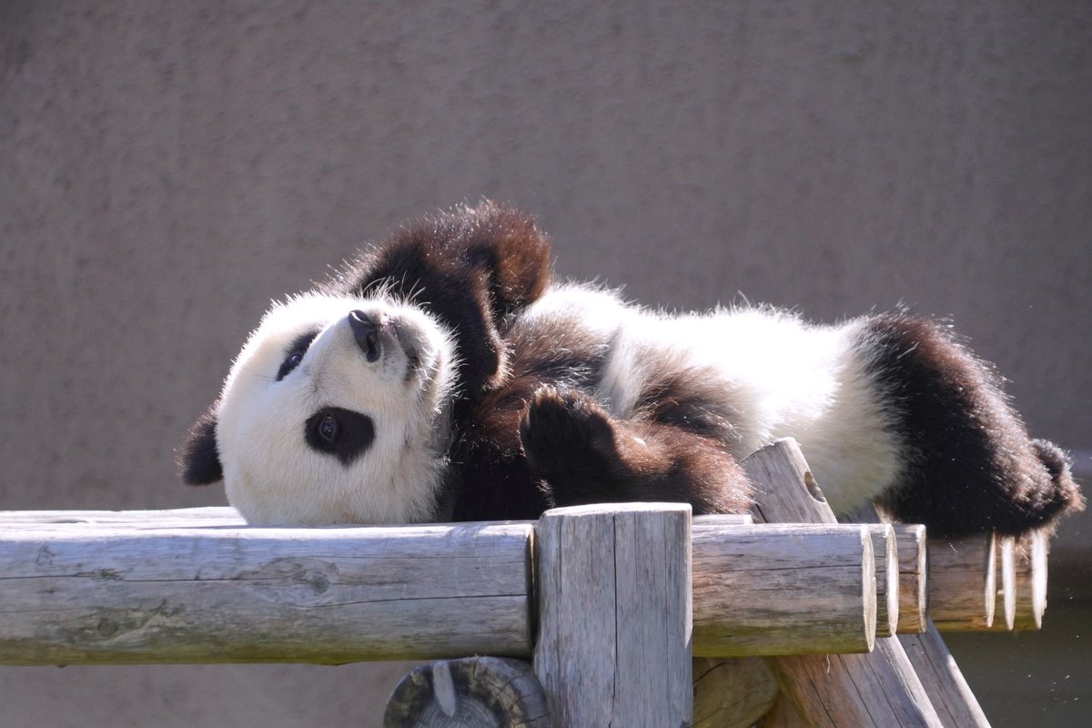 panda