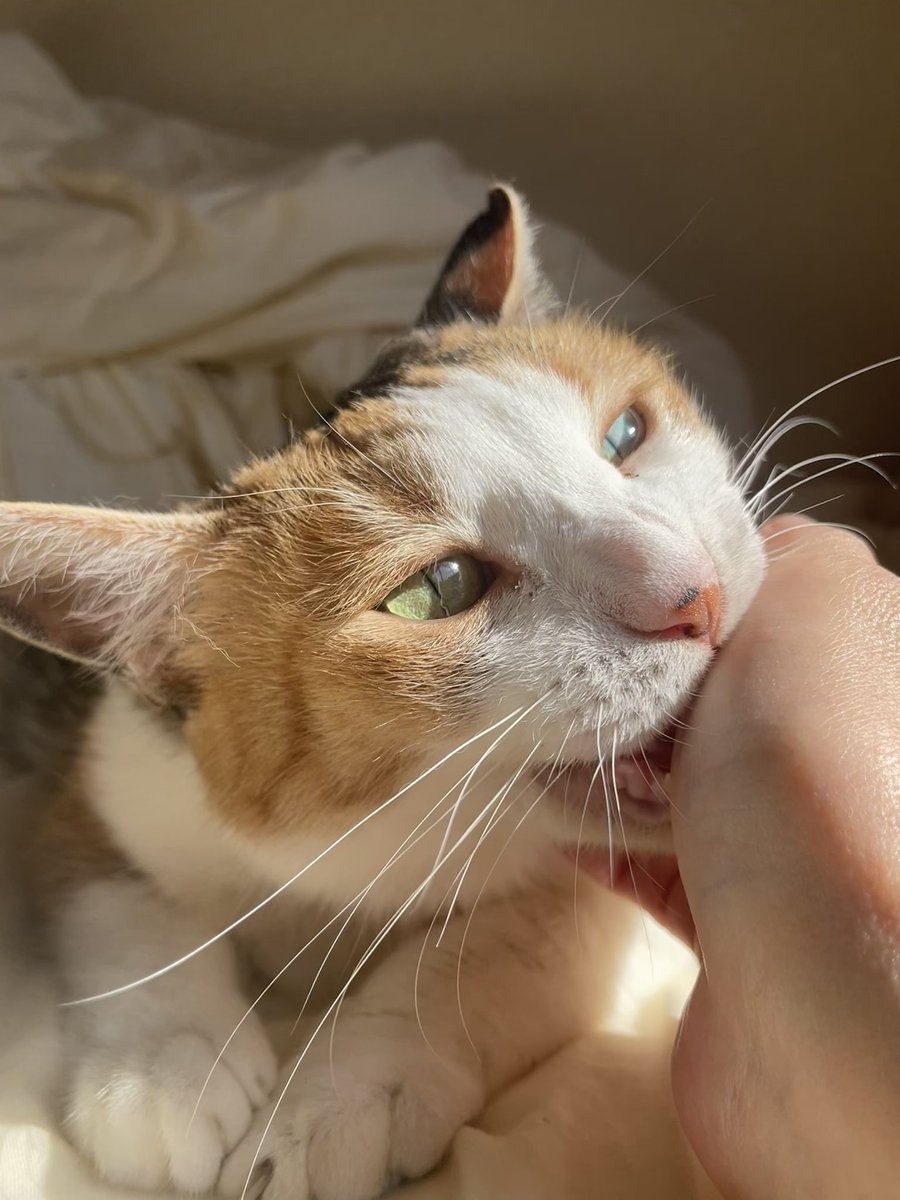 🌈🐈‍⬛ nae Ⅲ 🐈‍⬛🌈 (@_____nae_____) / Posts / X